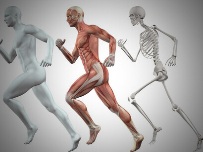 3D image of the human body, highlighting muscles, bones, and connective tissues for a comprehensive understanding of anatomy
