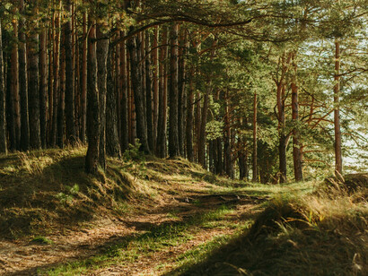Desolate forest illuminated by the rays of the sun on an early afternoon