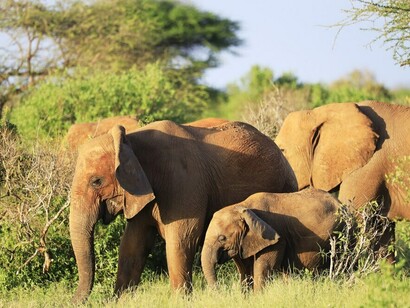 Elefantes parados uno al lado del otro en un campo verde en África, Kenia