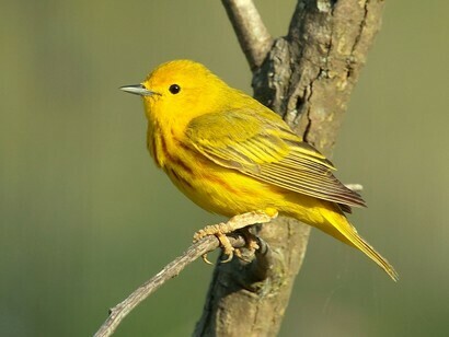 Mangrove warbler