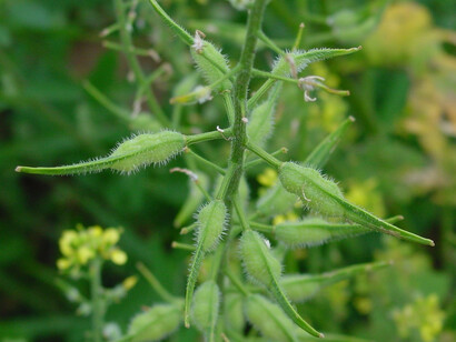 Sinapis alba, frutti