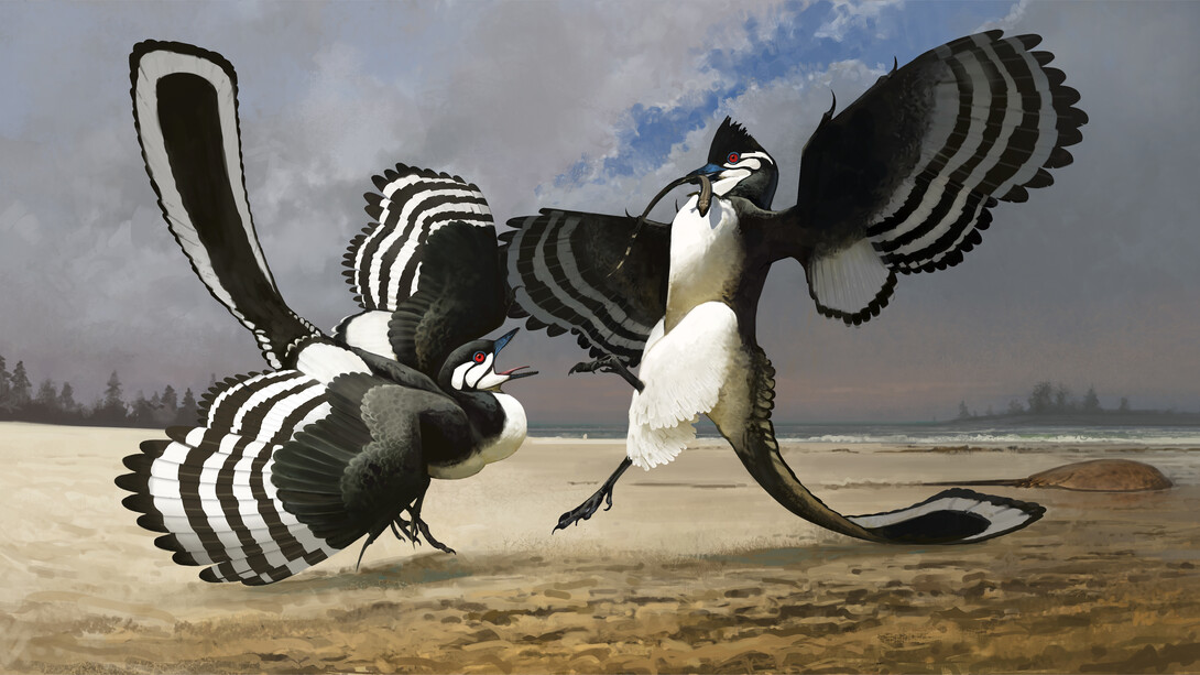 Ville Sinkonnen, Illustration showing what
Archaeopteryx would have
looked like in life. In this
image, two Archaeopteryx are
fighting over a small lizard. Courtesy of Field Museum