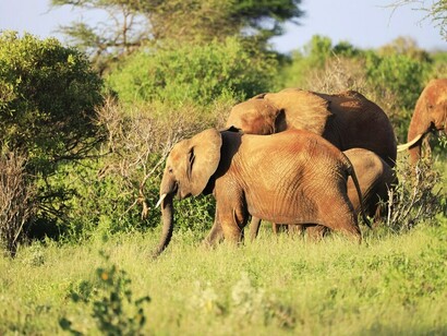 Grupo de elefantes en el Parque National Tsavo Este, en Africa, Kenia