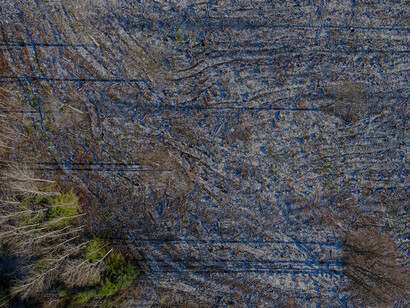 Burned forest with fallen leaves and charred trees, highlighting the effects of deforestation and the implications of EU policy