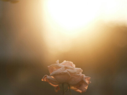 A flower against a sunny backdrop