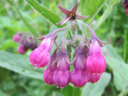 Symphytum officinale