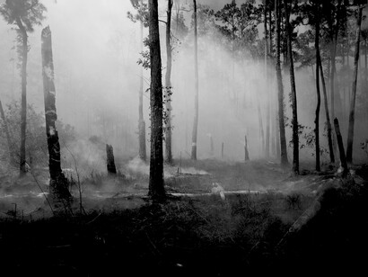 The world's forests have halved in recent years