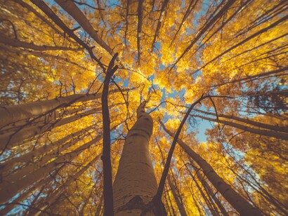 Los beneficios de los «baños de bosque»