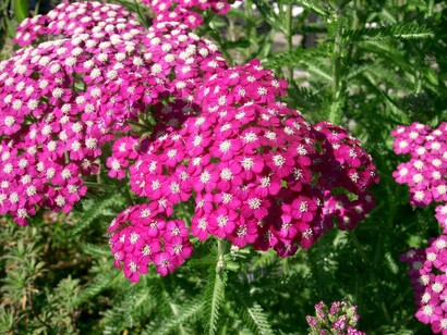 Achillea millefolium, fiori fuxia