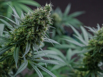 Vibrant cannabis crops flourishing in a sprawling field