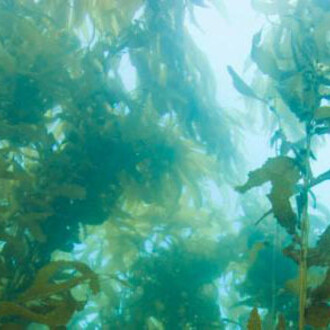 Ecosystems. Courtesy of California Science Center