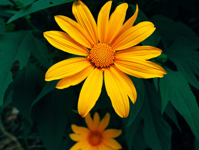 Two orange Mexican sunflower's petals and the Fibonacci sequence
