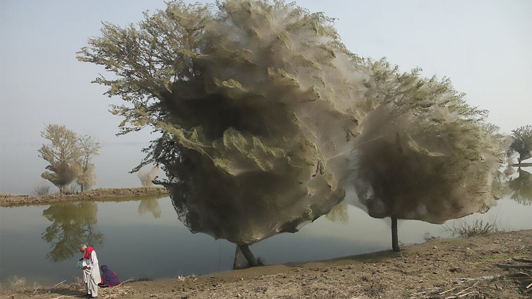 Trees cocooned in spider webs, an unexpected side effect of the flooding in Sindh, Pakistan