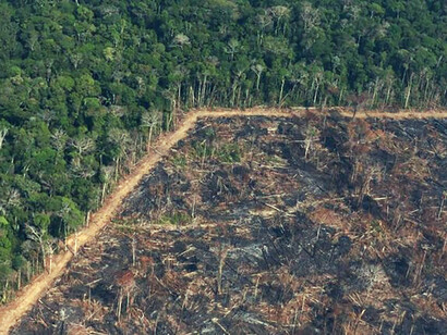 The Amazonian forest is practically disappearing