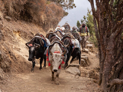 Amidst the towering peaks of the Nepalese Himalayas, sturdy yaks carry their load with quiet determination, embodying resilience against the thin, mountain air