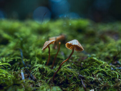 The depths of magic mushroom effects are endless and magnificent, bringing mind-altering marvels and consciousness-shifting wonders