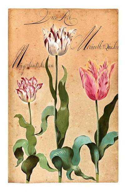 Franciscus De Geest, florilegio Hortus Amoenissimus,1668