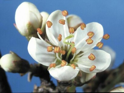 Fioriture in Umbria