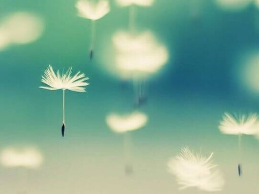 Flown away