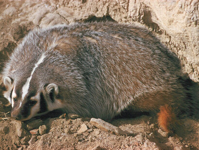 The American badger is a member of the Mustelidae, a diverse family of carnivorous mammals