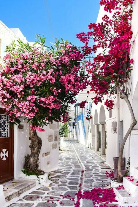 The stone walkway winds gracefully beneath the vibrant bougainvillea flowers in Naxos, Greece