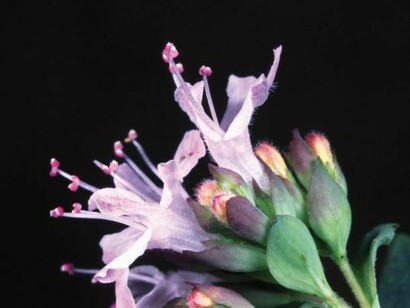 Fioriture in Umbria