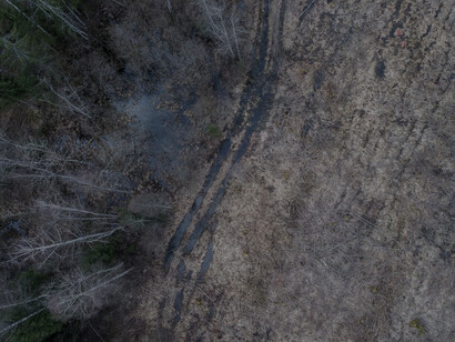 Forest with burned trees and fallen leaves on the ground, illustrating the impact of deforestation and EU policy