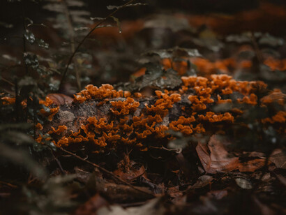 Mushrooms play key part in re-utilizing dead matter