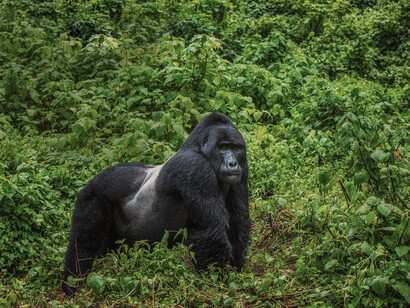 Half of the Mountain Gorillas still living in Africa