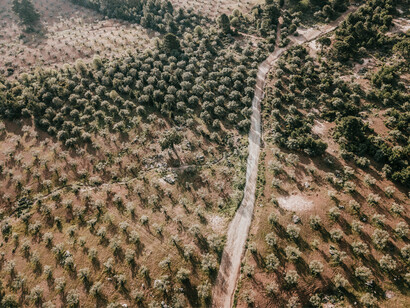 Plantação de eucalipto. Esta empresa da bioeconomia está desenvolvendo produtos sustentáveis, inovadores e de matéria-prima de fonte renovável a partir do eucalipto plantado e colhido por nós