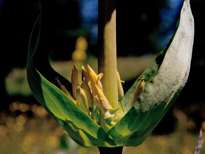 Gentiana lutea, infiorescenza