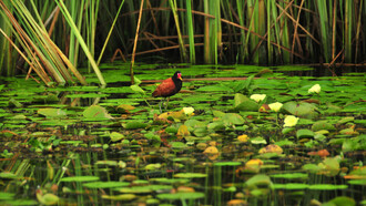 Gallito de agua. Avifauna en los Esteros del Iberá. Corrientes, Argentina