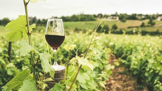 A glass, filled with ruby-red wine, stands ready for a toast amid a picturesque vineyard