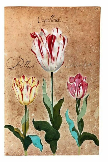 Franciscus De Geest, florilegio Hortus Amoenissimus,1668