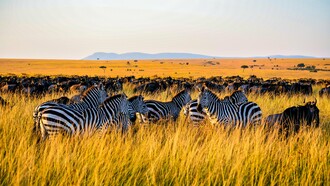 Herds of zebras and wildebeest moving across Kenya’s open savannah, signifying the powerful ecological heritage that supports the tourism economy