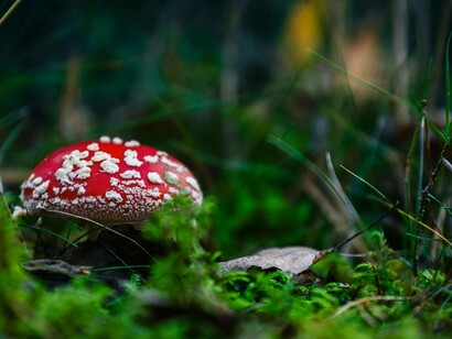 Fungo amanita bianco e rosso nel sottobosco