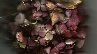 M. Nardone 2016 - Nature morte par scanner fleur mauve - 30x30 cm - Chromaluxe - éd. 8