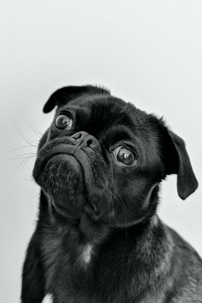 A black pug dog