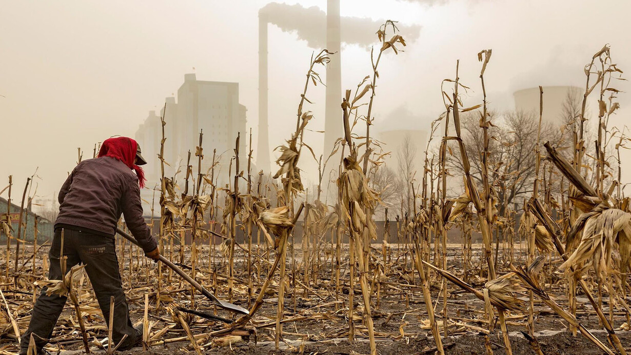 Cerca de una central eléctrica en la provincia de Shanxi, China, un agricultor se prepara para la primavera entre los tallos de maíz del año pasado, cubiertos de hollín