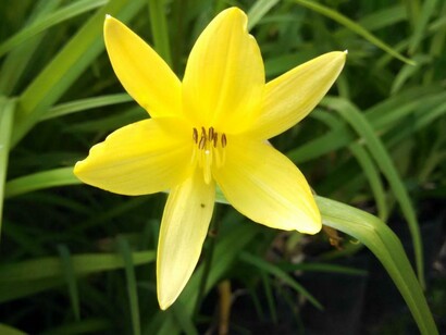 Narciso amarillo