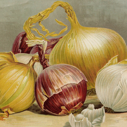 Peter Henderson & Co., *Globe Onion Varieties*, ca. 1904