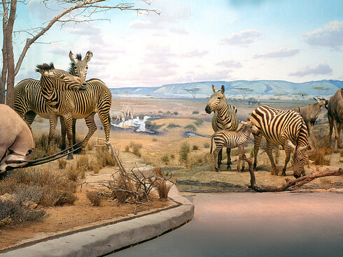 Hall of African Wildlife. Courtesy of Carnegie Museum of Natural History