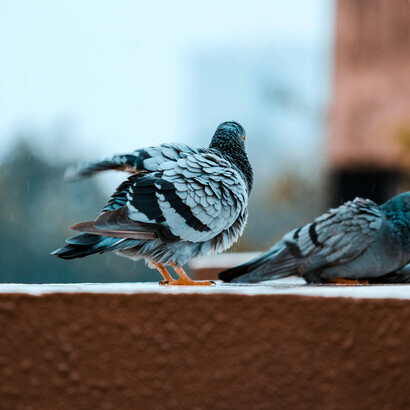 While pigeon droppings may seem innocuous, they harbour a myriad of health risks that can have serious consequences for human health