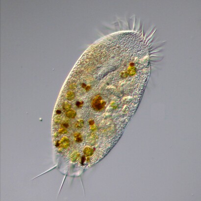 An amoeba