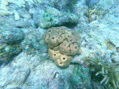 Una Spugna al Davy Crocker Reef, Florida Keys