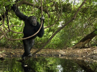 Chimpanzees prefer to take refuge in the forest, if they do not have these possibilities they take refuge where they can