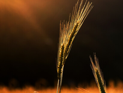 Spighe di grano. Proteste degli agricoltori: Il futuro dell'agricoltura europea in discussione