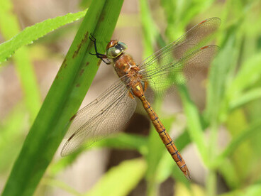 Brown Hawker male © Gehan de Silva Wijeyeratne