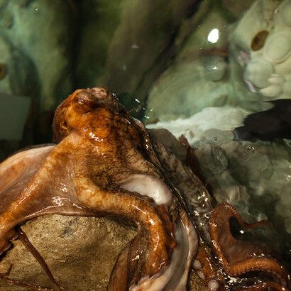 California Coast. Courtesy of California Academy of Sciences