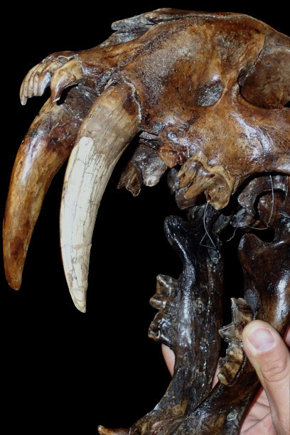 Smilodon sp. crânio de tigre dente-de-sabre (real) do Pleistoceno da Califórnia, EUA (Denver Museum of Nature & Science, Denver, Colorado, EUA)